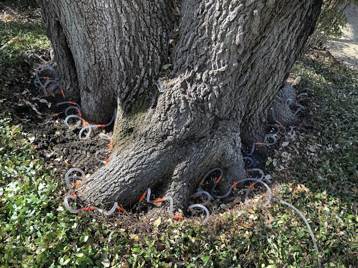 Detailed Tree Cabling and Bracing job site in Toddville