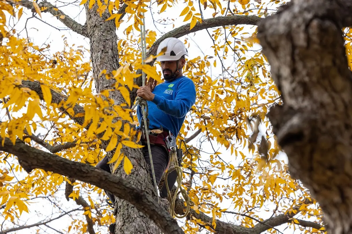 Skilled Tree Transplanting crew working in Toddville